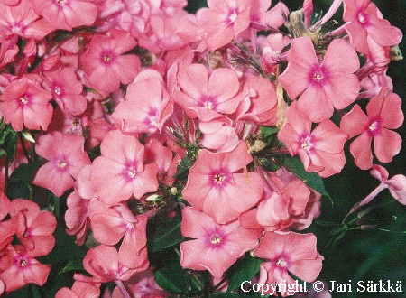 Phlox paniculata 'Spitfire'